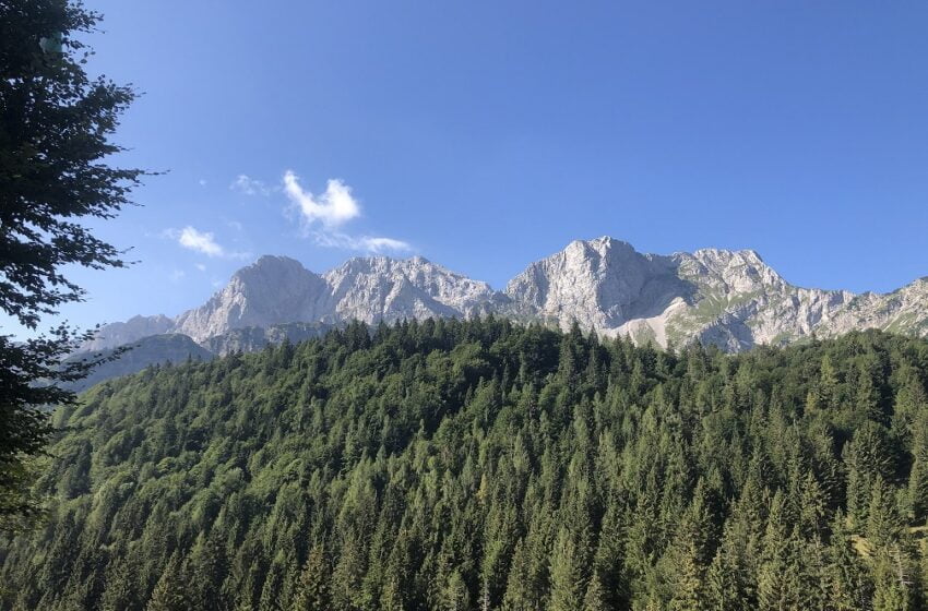  L’aria della foresta diminuisce l’ansia