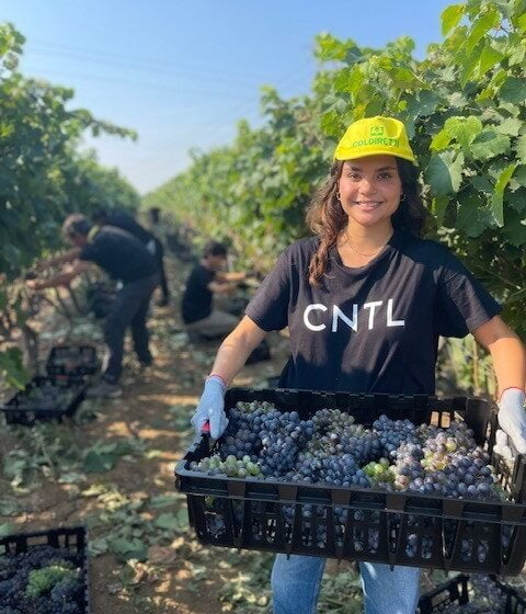  Negroamaro: iniziata la vendemmia