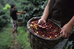 ITALIA ECONOMY - Lavazza, caffè del futuro