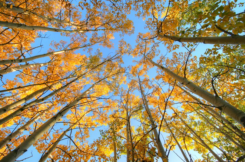  Gestire alberi è sempre un buon affare