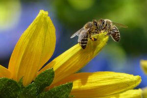 ITALIA ECONOMY - 3Bee e l’uso del suolo nelle città