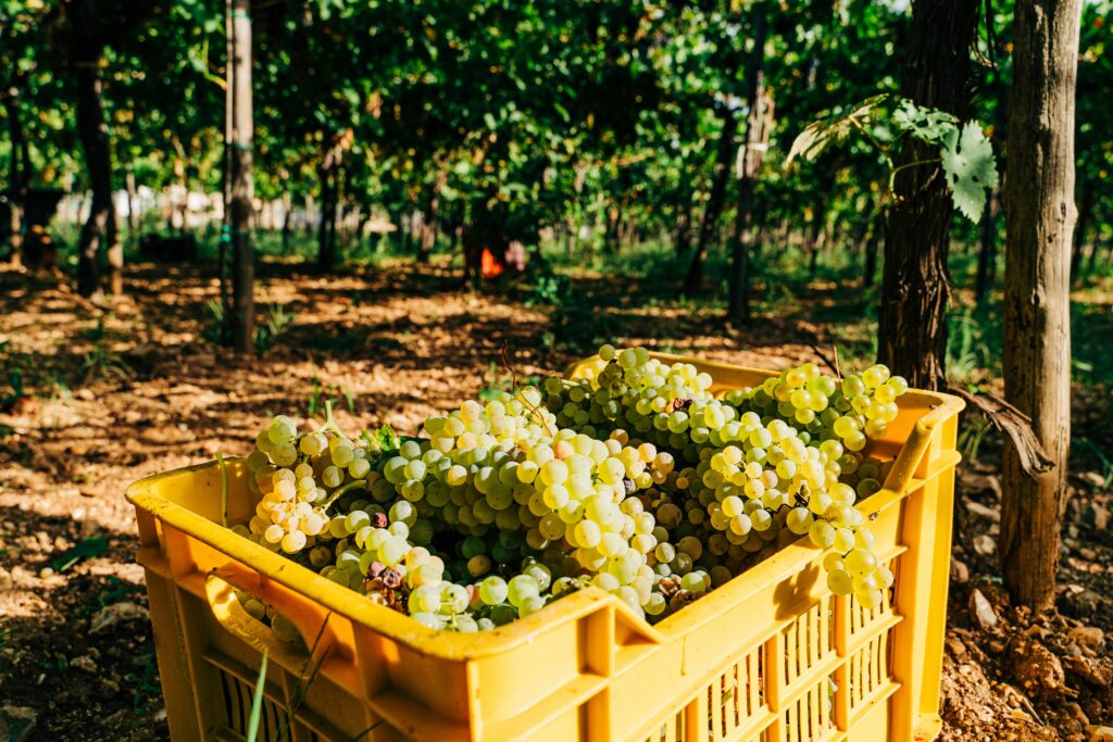 ITALIA ECONOMY - Coldiretti Umbria: Italia leader, servono investimenti per le imprese agricole