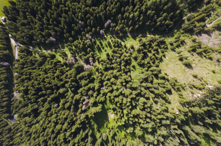  Foresta Italia festeggia 3 anni